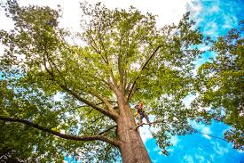 Best Tree Maintenance Programs  in Terre Du Lac, MO