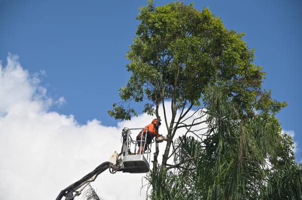 Tree and Shrub Care in Terre Du Lac, MO